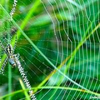 Rinokarma en Chitwan