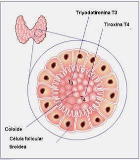 Hormonas tiroideas