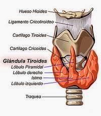 Hormonas tiroideas