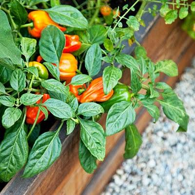 Bancales-elevados-de-madera-tres