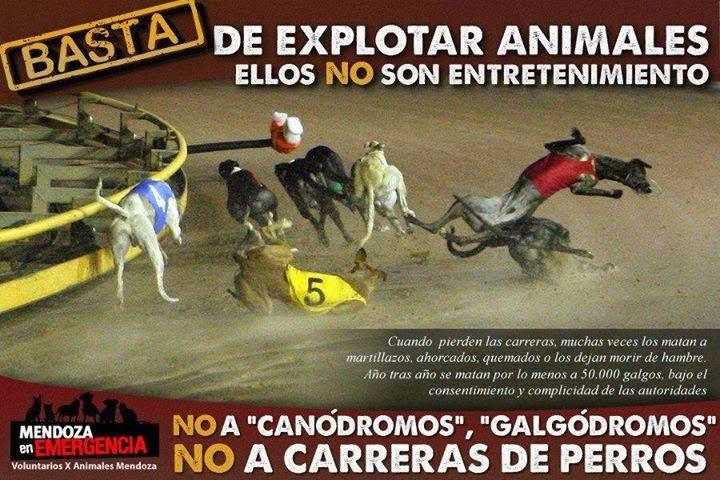 BASTA DE EXPLOTAR GALGOS POR ENTRETENIMIENTO.