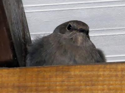 Donde duermen los colirrojos