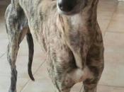 Shelman adopción. (cuenca)