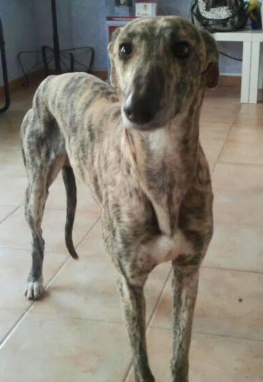 SHELMAN EN ADOPCIÓN. (CUENCA)