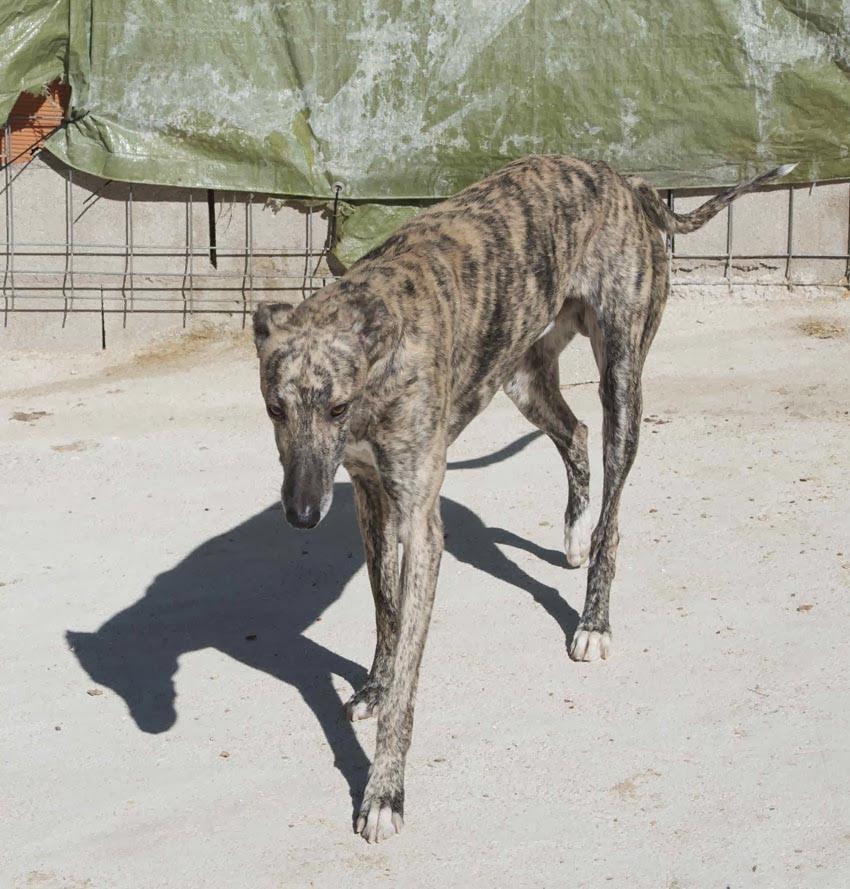 SHELMAN EN ADOPCIÓN. (CUENCA)