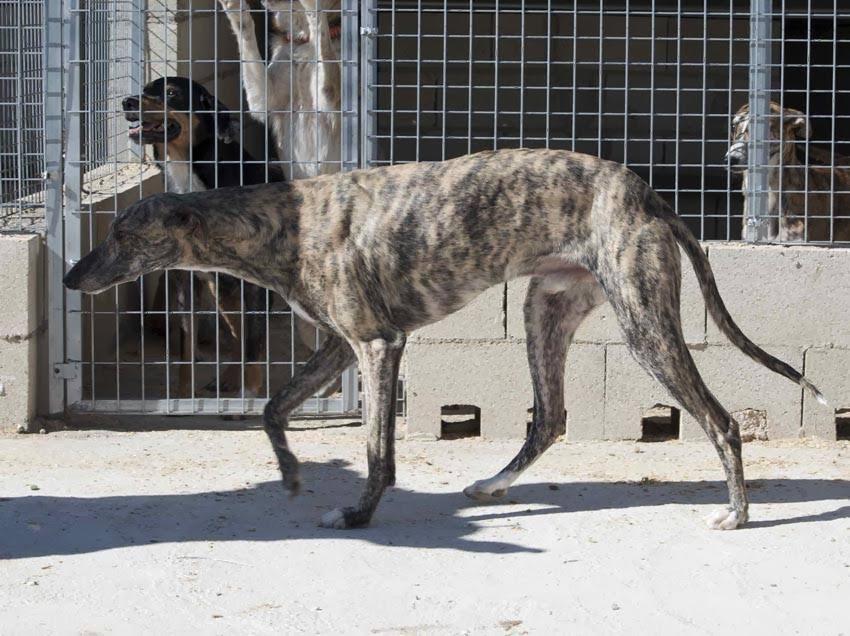 SHELMAN EN ADOPCIÓN. (CUENCA)