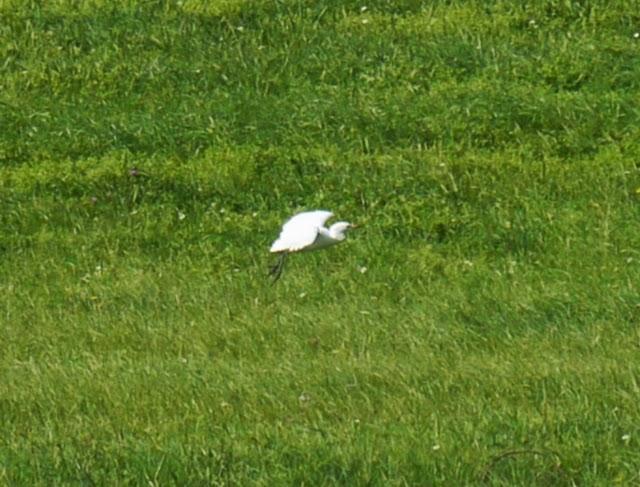 Un grupo de garcilla bueyera