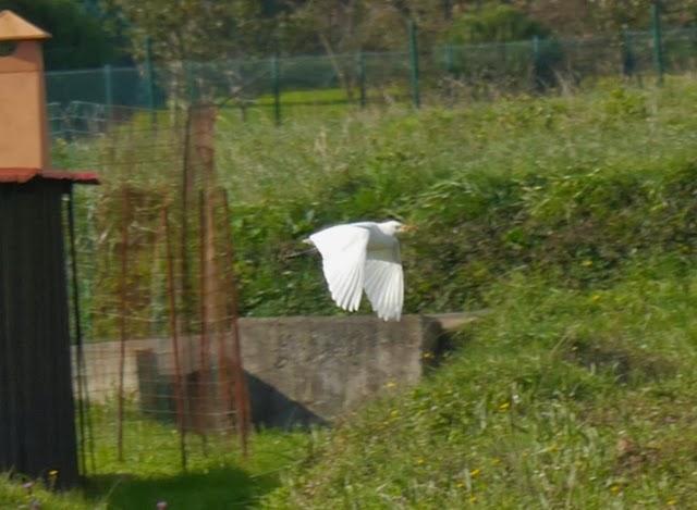Un grupo de garcilla bueyera