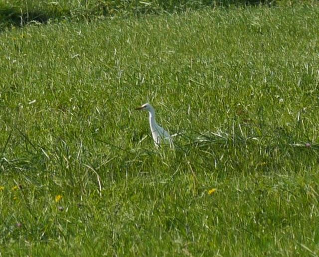 Un grupo de garcilla bueyera