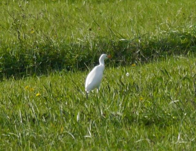 Un grupo de garcilla bueyera