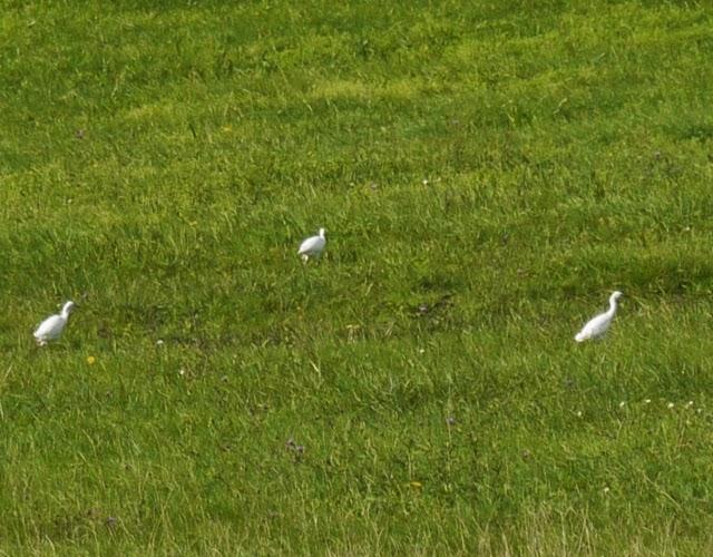 Un grupo de garcilla bueyera