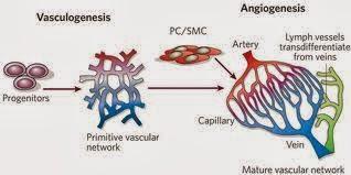 Formación de la sangre y los vasos sanguíeos