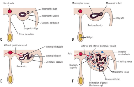 Formación de la sangre y los vasos sanguíeos Formación de la sangre y los vasos sanguíeos