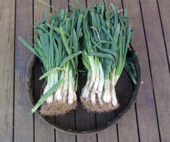 calçots1
