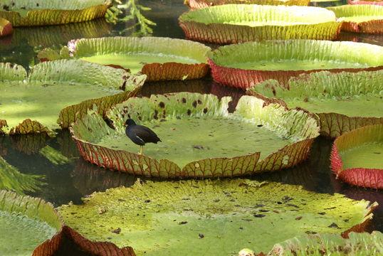 Un enorme ‘plato verde’ que florece por las noches