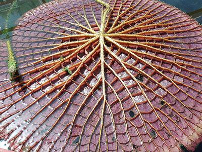 Victoria amazónica mandabhslater