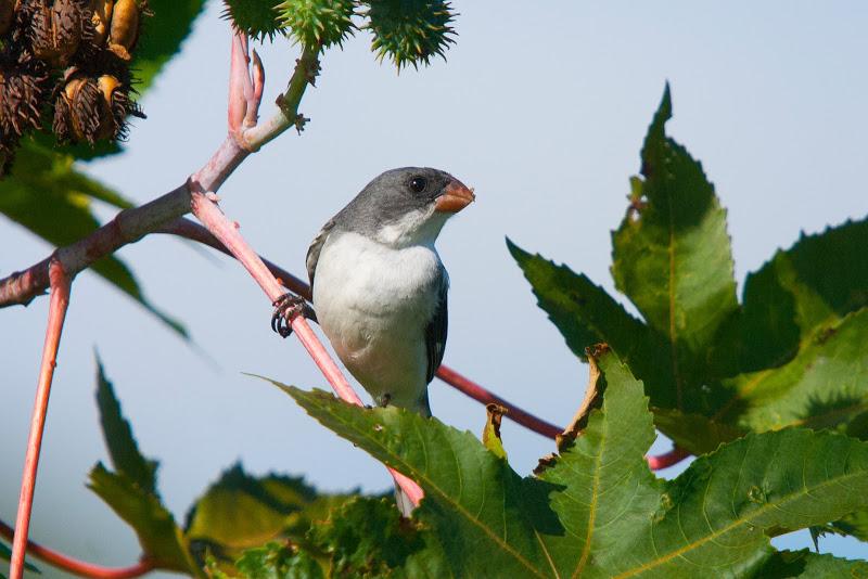 Corbatita blanco (White-bellied Seedeater) Sporophila leucoptera