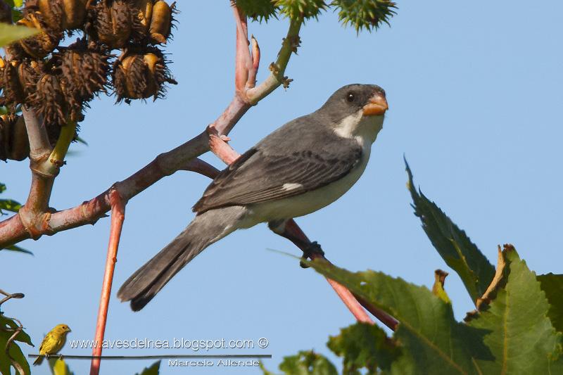 Corbatita blanco (White-bellied Seedeater) Sporophila leucoptera