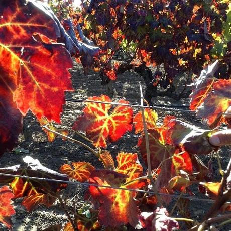 Restaurante Ca l’Esteve, tradición renovada