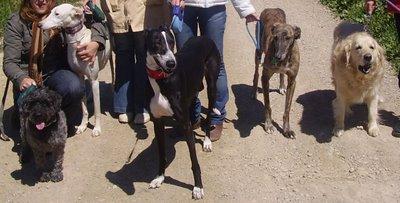 Gabino....tiene hogar.