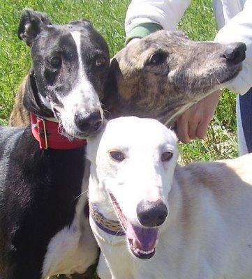 Gabino....tiene hogar.