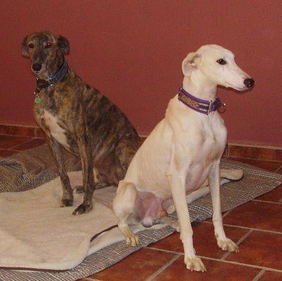 Gabino....tiene hogar.