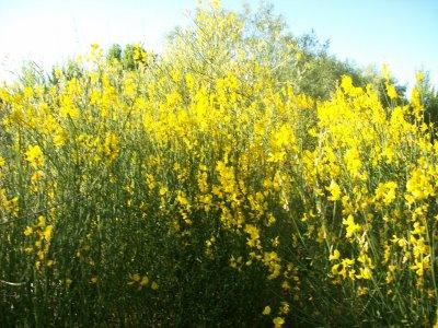 La primavera....como me gusta!!