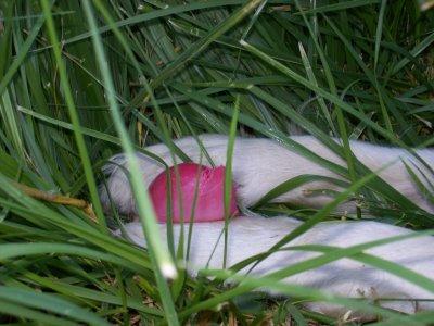 La primavera....como me gusta!!