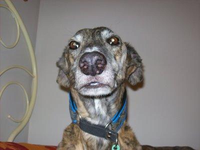 La primavera....me afecta!!