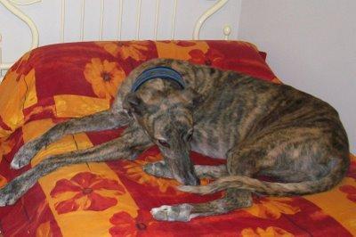 La primavera....me afecta!!