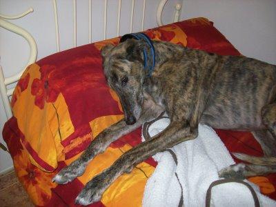 La primavera....me afecta!!