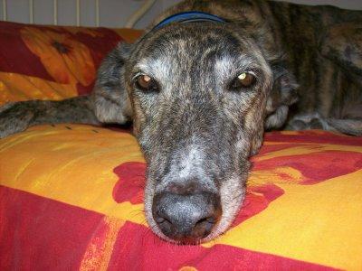 La primavera....me afecta!!