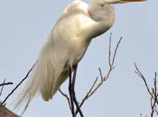 Garza blanca (Great Egret) Ardea alba