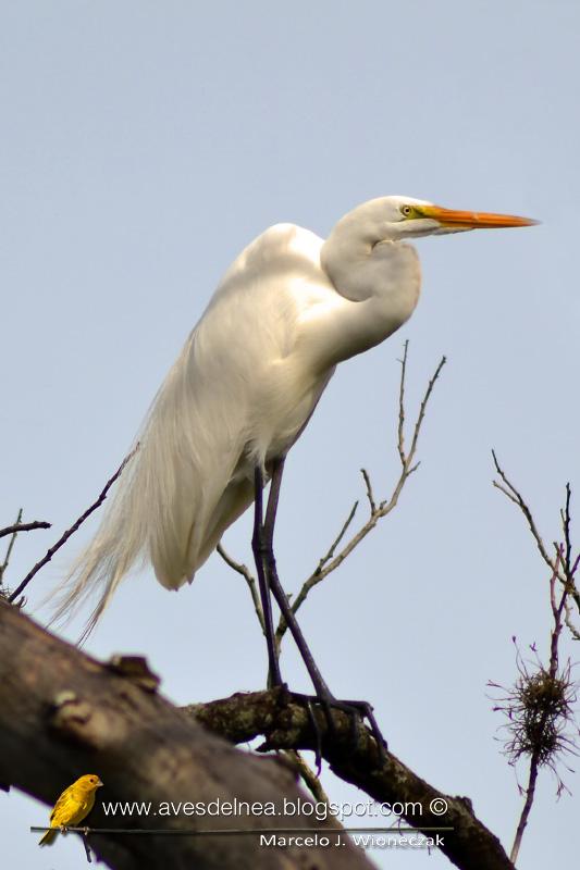 Garza blanca (Great Egret) Ardea alba