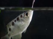 arquero física para cazar saliva