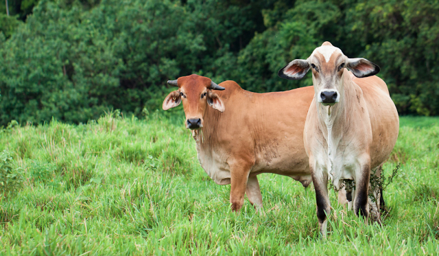 Tips para fortalecer el sector Cárnico