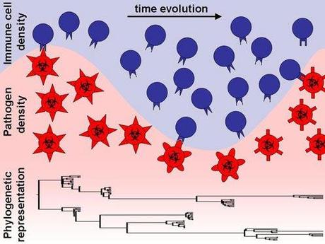 La exuberante evolución del Complejo Principal de Histocompatibilidad de clase I humano Haz clic para visitar la entrada original