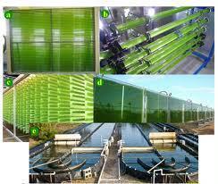 produccion biocombustible de algas