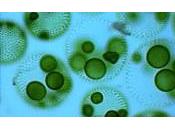 Biocombustibles microalgas (II)
