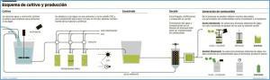 Esquema de cultivo y producción de microalgas.