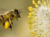 lunes gloria para abejas