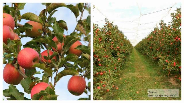 Cosas que debes saber sobre las manzanas Pink Lady