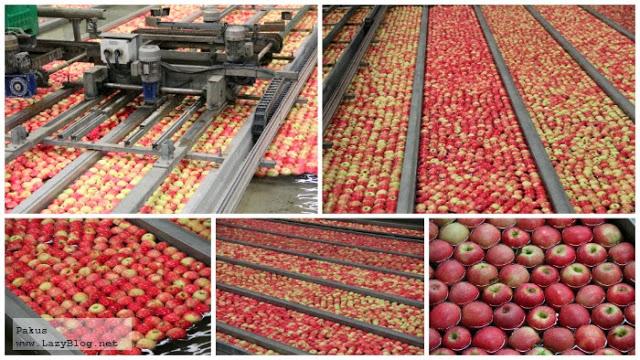 Cosas que debes saber sobre las manzanas Pink Lady