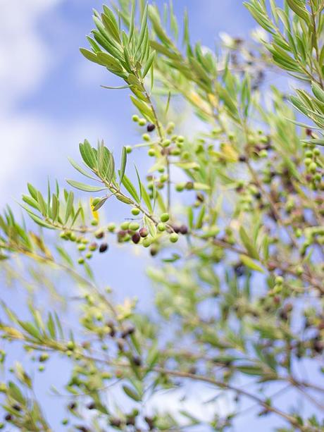 catar aceite de oliva - tasting olive oil