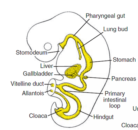 Formación del canal recto-anal en el desarrollo embrionario