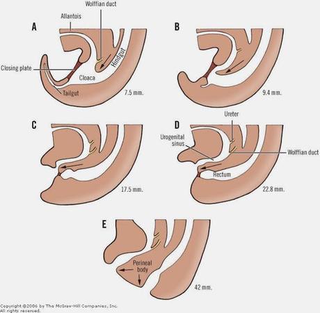 Formación del canal recto-anal en el desarrollo embrionario
