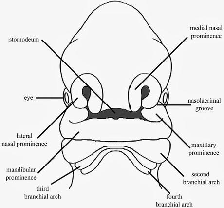 Formación del canal bucofaríngeo en el desarrollo embrionario