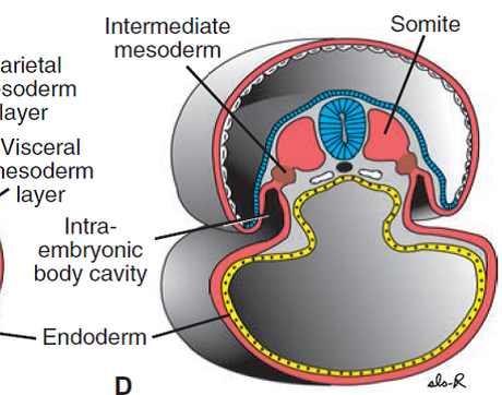 Cierre del embrión y formación del cordón umbilical