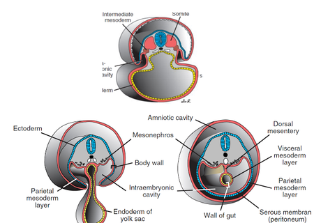 Cierre del embrión y formación del cordón umbilical