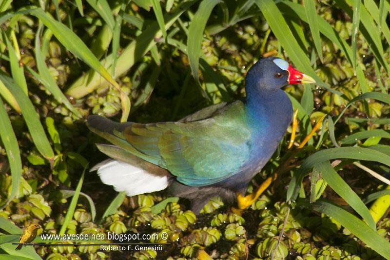 Pollona azul (Purple gallinule) Porphyrio martinica